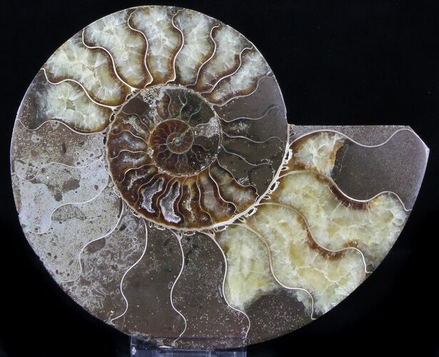 Ammonite Fossil (Half) - Million Years #37262